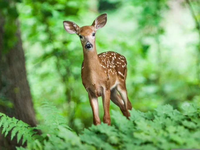 ಸಫಾರಿ