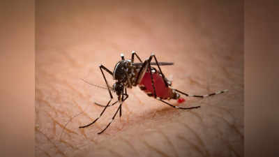 मच्छरों के काटने से कोमा में पहुंचा शख्स, 30 ऑपरेशन के बाद बची जान, इतने खतरनाक हैं एशियन टाइगर