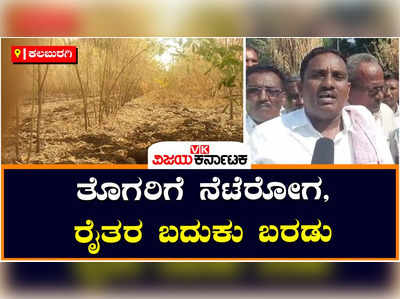 Kalaburagi: ತೊಗರಿ ಬೆಳೆಗೆ ನೆಟೆರೋಗ, ಸಂಕಷ್ಟದಲ್ಲಿ ರೈತರ ಬದುಕು