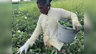 போதிய விலை இல்லை... சாலையில் கொட்டப்படும் வெண்டைக்காய்!