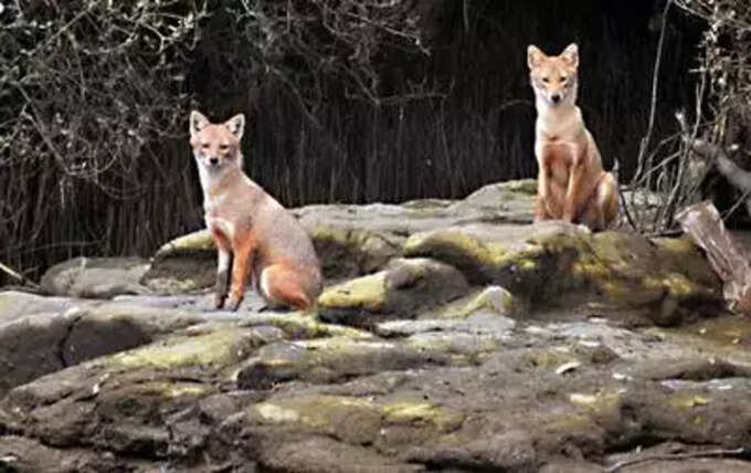 गोल्डन जॅकलसाठी असुरक्षित अधिवास