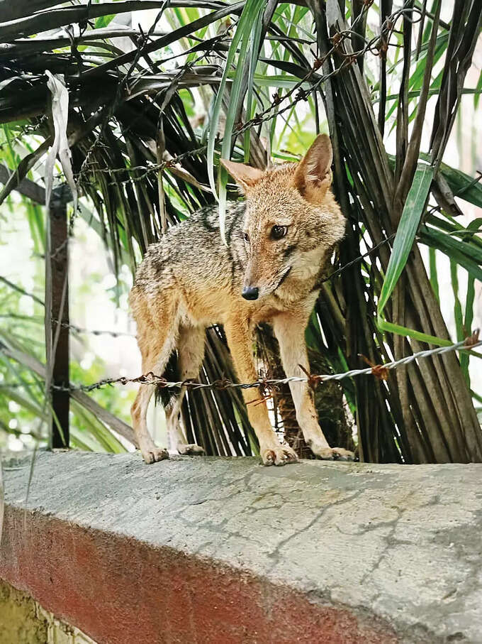 गोल्डन जॅकलचं सर्वेक्षण