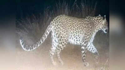 Leopard In Bengaluru: ಬೆಂಗಳೂರಿನಲ್ಲಿ ಹಾವಳಿ ಇಟ್ಟ ಚಿರತೆ! ಭಯಭೀತರಾದ ಜನತೆ