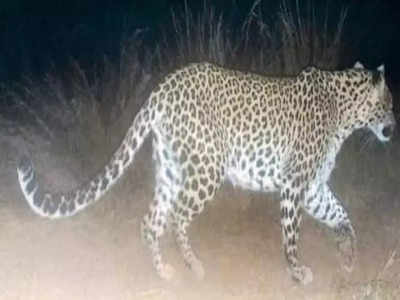 Leopard In Bengaluru: ಬೆಂಗಳೂರಿನಲ್ಲಿ ಹಾವಳಿ ಇಟ್ಟ ಚಿರತೆ! ಭಯಭೀತರಾದ ಜನತೆ