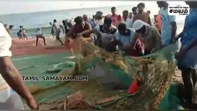 மீனவர்கள் வலையில் சிக்கிய அறியவகை  டால்பின்கள்!