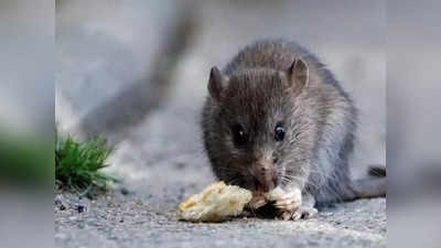 Rat Murder: पोस्‍टमॉर्टम रिपोर्ट ने बताया चूहे को थी फेफड़े और लिवर की बीमारी, डूबने से नहीं हुई मौत