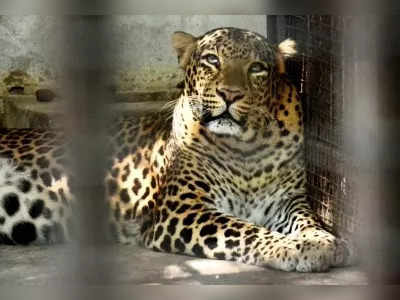 T Narasipura Leopard Attack : ತಿ ನರಸೀಪುರದಲ್ಲಿ ಚಿರತೆ ದಾಳಿಗೆ ಮತ್ತೊಂದು ಬಲಿ; ಅರಣ್ಯ ಇಲಾಖೆ ವಿರುದ್ಧ ಆಕ್ರೋಶ