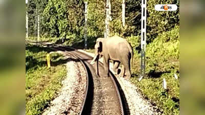 Siliguri Intercity Express : চালকের তৎপরতায় প্রাণ বাঁচল রেললাইনে দাঁড়িয়ে থাকা দাঁতালের