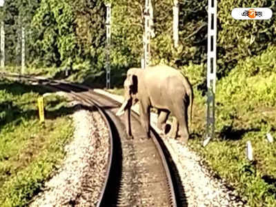 Siliguri Intercity Express : চালকের তৎপরতায় প্রাণ বাঁচল রেললাইনে দাঁড়িয়ে থাকা দাঁতালের