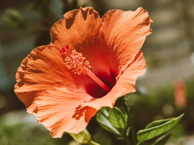 Hibiscus