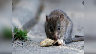 फुफ्फुस अन् यकृत खराब झाल्याने त्या उंदराचा मृत्यू? उंदराच्या मृत्यू चौकशी प्रकरणाला नवे वळण