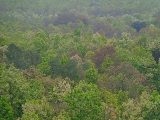 ​हजार बाग के अनुरूप जंगल का नाम रखा गया हजारीबाग