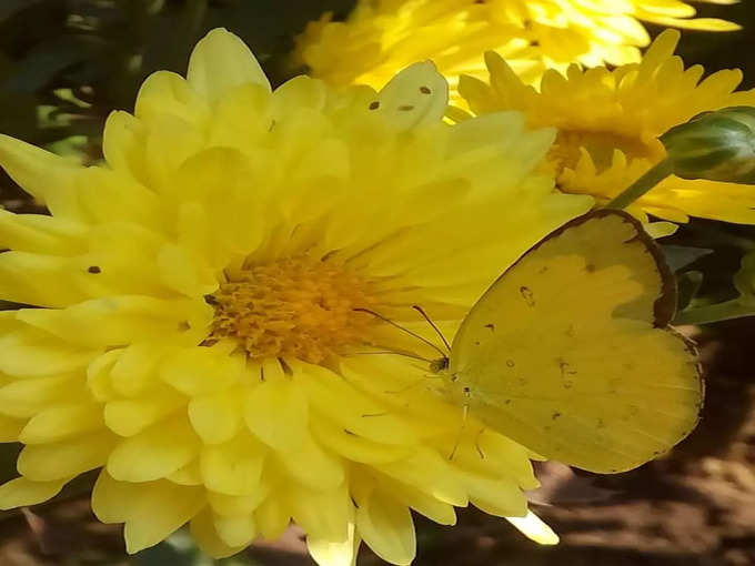 ​पीले रंग के फूल पर बैठी तितली