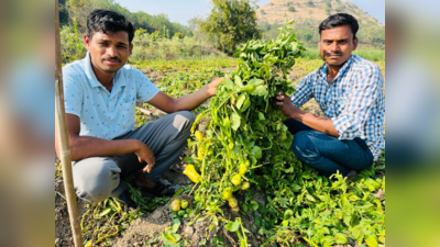 हा तर निसर्गाचा चमत्कार; पुण्यात चक्क झाडाला लगडले बटाटे, एकदा व्हिडिओ पाहाच!