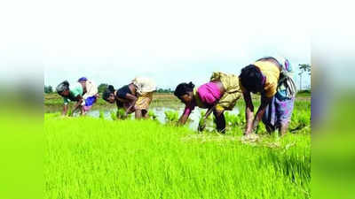 பயிர் காப்பீடு வேணுமா? விவசாயிகளுக்கு தமிழக அரசு முக்கிய அறிவிப்பு!