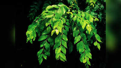 Curry Leaves For Health: മുടികൊഴിച്ചിൽ മുതൽ അമിതവണ്ണം കുറയ്ക്കാൻ വരെ കറിവേപ്പില; എങ്ങനെയാണ് ഉപയോഗിക്കേണ്ടതെന്ന് നോക്കാം