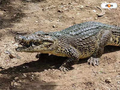 Crocodile in Ganga River : তুফানগঞ্জে এবার কুমির আতঙ্ক, ভয়ে কাঁটা গ্রামবাসীরা