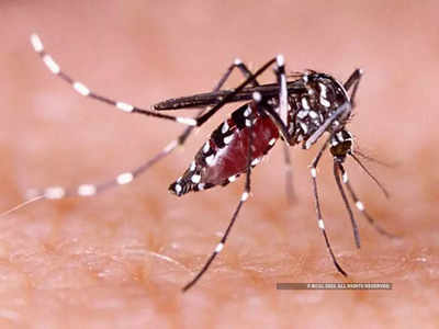 Zika Virus : पुण्यात आढळला झिका विषाणूचा रुग्ण, मूळचा नाशिकचा; रुग्णाची प्रकृती उत्तम