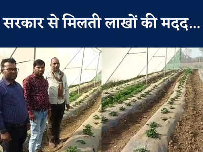 Strawberry Farmer Success Story: स्ट्रॉबेरी की खेती से किसान की बदल रही तकदीर, सात लाख खर्च कर बनवाया शेड, सरकार से भी मिली मदद