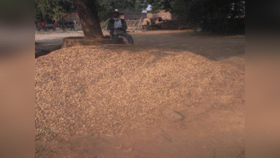 बुंदेलखंड में मूंगफली की खेती से किसानों की बदली तकदीर, किसानों ने कम लागत लगाकर कमाया तगड़ा मुनाफा