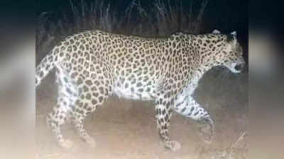 Leopard Attack - ಟಿ. ನರಸೀಪುರದ ನರಹಂತಕ ಚಿರತೆಗೆ ಗುಂಡಿಕ್ಕಲು ಆದೇಶ