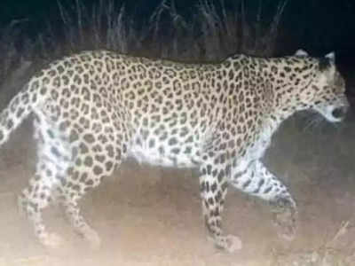 Leopard Attack - ಟಿ. ನರಸೀಪುರದ ನರಹಂತಕ ಚಿರತೆಗೆ ಗುಂಡಿಕ್ಕಲು ಆದೇಶ