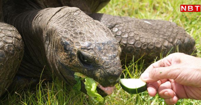 jonathan tortoise