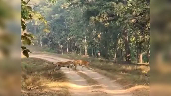 VIDEO: टूरिस्टों के सामने अचानक आ गई बाघिन, देखें कैसा था नजारा