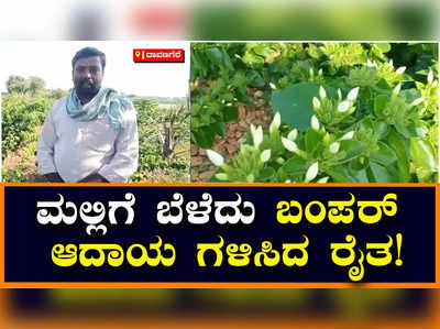 ಕೇವಲ 300 ಮಲ್ಲಿಗೆ ಗಿಡ ಬೆಳೆದು ತಿಂಗಳಿಗೆ 40 ಸಾವಿರ ಆದಾಯ ಗಳಿಸುತ್ತಿದ್ದಾರೆ ಸಿದ್ದನೂರಿನ ರೈತ!