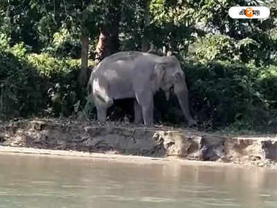 Elephant Attack : জখম গজরাজ, বাঁচাতে খাবার পৌঁছে দিচ্ছেন গ্রামবাসীরা