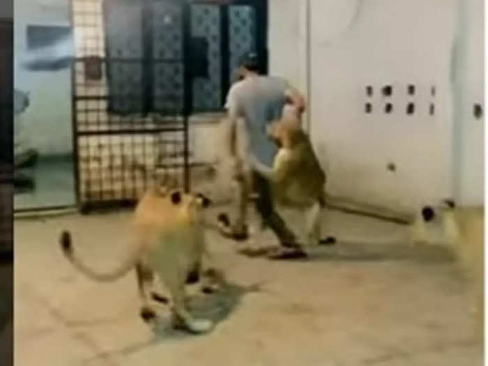 Man tries to play with lions