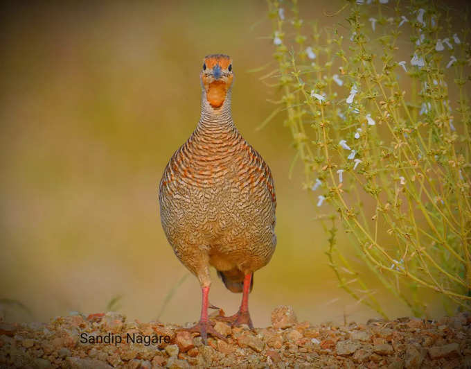 अद्याप पानस्थळं तयार नाहीत