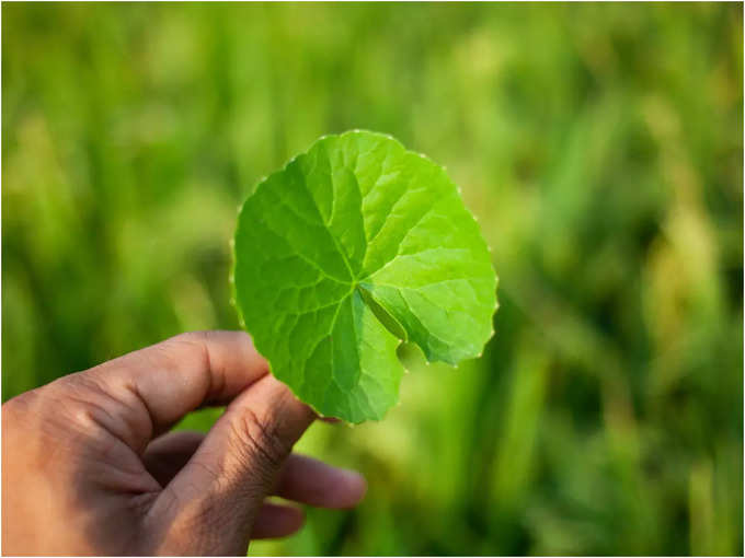 brahmi