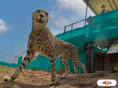 Kuno Cheetah Latest News : বড়দিনের উপহার! ডিসেম্বরেই ভারতে আসছে আরও ১২ আফ্রিকান চিতা