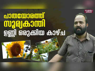 പാതയോരത്ത് പൂത്തുനിൽക്കുന്ന സൂര്യകാന്തി പൂക്കൾ