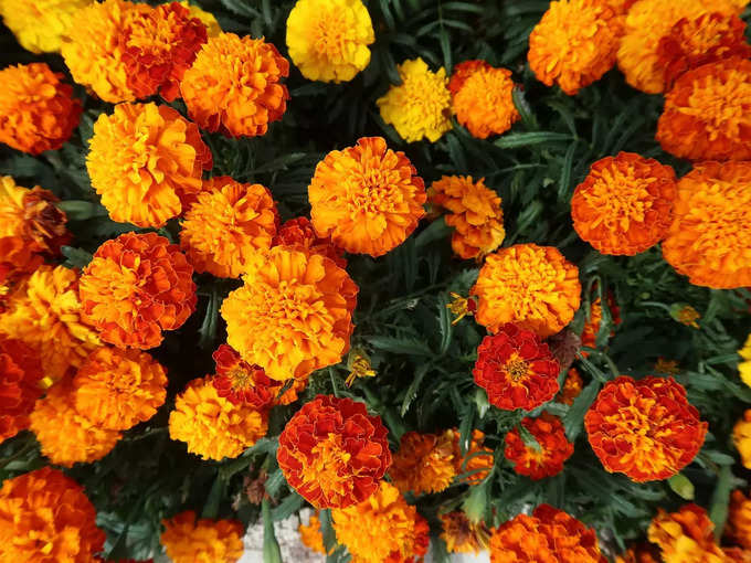 ಗೊಂಡೆಹೂವು (Marigolds)