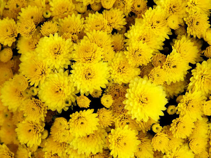 ಸೇವಂತಿಗೆ - ಕ್ರೈಸಾಂಥಿಮಂಮ್ಸ್ (Chrysanthemums)