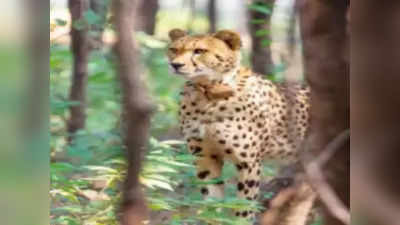Kuno Cheetah Hunt: कूनो जंगल में चीतों ने जमा ली अपनी धाक, खुद ढूंढकर कर रहे शिकार
