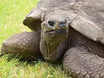 worlds Oldest Tortoise: পৃথিবীর সবচেয়ে প্রাচীনতম কচ্ছপ!  190 বছরে পা রাখল জোনাথান