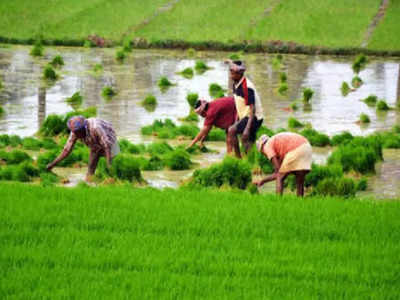 Farmers Insurance: কৃষকদের বিমার ক্ষতিপূরণ দেওয়া হয়েছে মোট 1.25 লাখ কোটি টাকা, জানাল কেন্দ্র