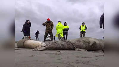 Caspian Seals: रूस के कैस्पियन सागर तट पर बहकर आईं 2500 मरी हुई दुर्लभ सील, भयावह घटना से सब हैरान