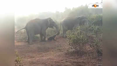 Elephant : জটিয়ার জঙ্গলে নতুন অতিথির আগমন, সন্তান প্রসব করল মা হাতি