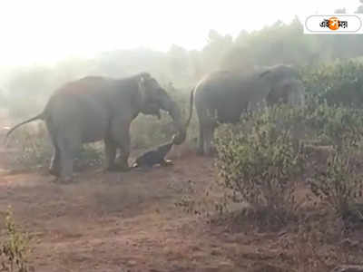 Elephant : জটিয়ার জঙ্গলে নতুন অতিথির আগমন, সন্তান প্রসব করল মা হাতি