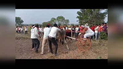 बैलगाडा शर्यत आली अंगलट! प्रेक्षकांची आरडाओरड, बैल गोंधळले, रनवे सोडून थेट शेतात ठोकली धूम