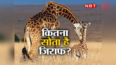 Giraffe News : क्या सिर्फ 30 मिनट सोता है जिराफ? खुली आंखों से नींद पूरी कर लेता है दुनिया का सबसे लंबा जानवर