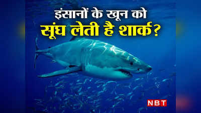 Shark Myths : महासागर में मीलों दूर से इंसानी खून की बूंद को सूंघ लेती है शार्क? आइए जानते हैं समुद्री शिकारी का सच