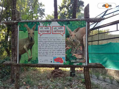Bengal Safari Park : বেঙ্গল সাফারি পার্কে মৃত্যু অস্ট্রেলিয়ান ক্যাঙারুর, কারণ নিয়ে বাড়ছে ধোঁয়াশা