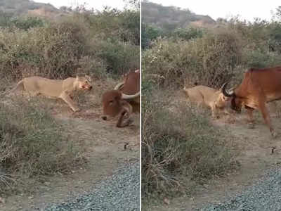 Video: ગીરના સિંહોએ હુમલો કરતા ગાયે કર્યો વળતો પ્રહાર, ઉભી પૂંછડીએ ભાગ્યા સાવજ 