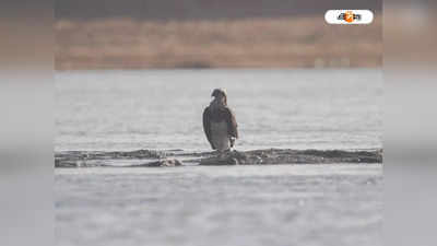 Migratory Birds : শীত পড়তেই বাড়ে আনাগোনা, দামোদরে উদ্বেগ বাড়াচ্ছে পরিযায়ী পাখির মৃত্যু