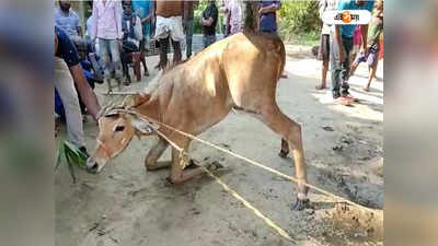 Nilgai Recover : ইসলামপুরে লোকালয় থেকে উদ্ধার নীলগাই